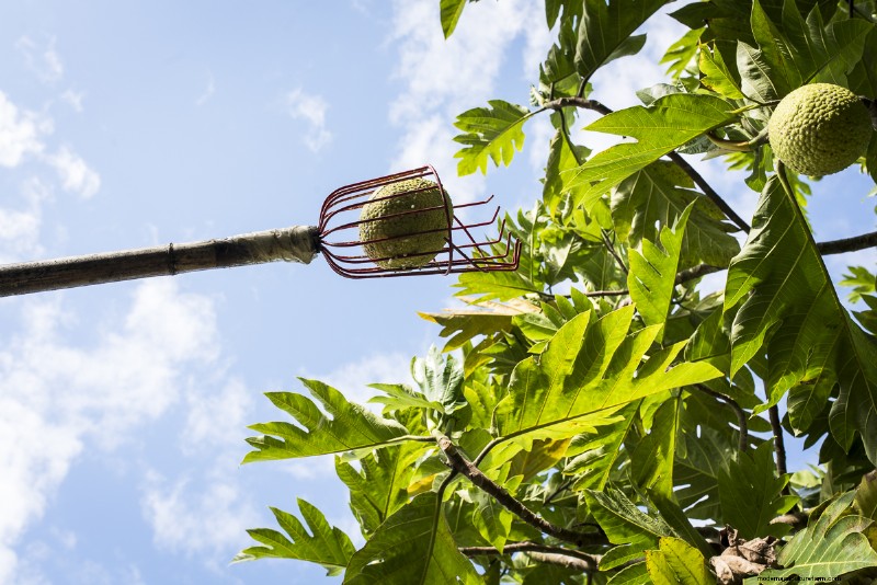 Mending Hawaii’s Lack of Food Security Through Breadfruit