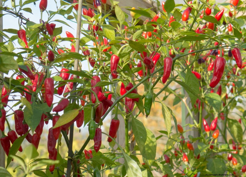 11 Great Crops to Grow In Your Greenhouse