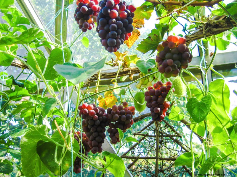 11 Great Crops to Grow In Your Greenhouse