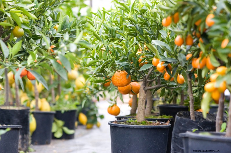11 Great Crops to Grow In Your Greenhouse