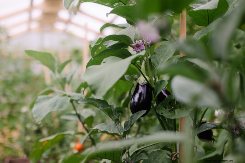 11 Great Crops to Grow In Your Greenhouse