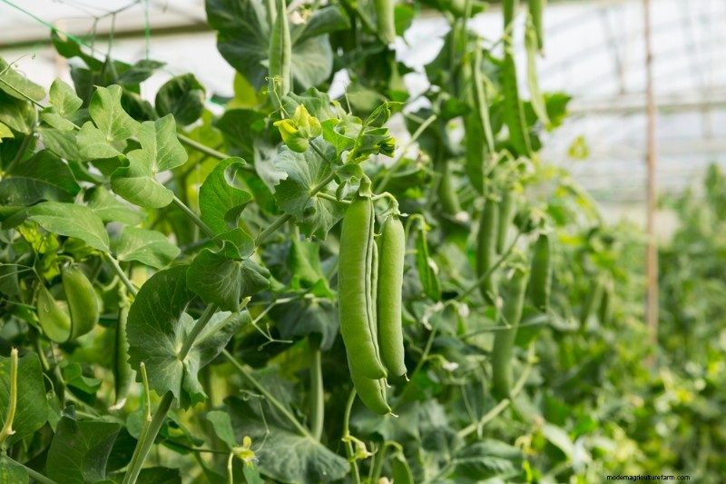 11 Great Crops to Grow In Your Greenhouse