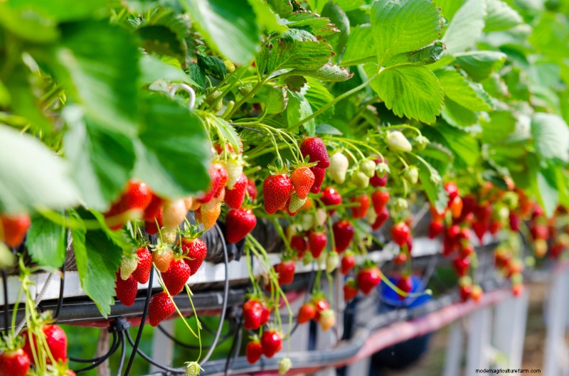 11 Great Crops to Grow In Your Greenhouse