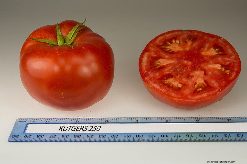 The Legacy of Campbell Soup’s Tomato Breeding Program