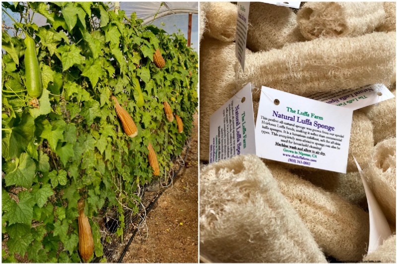 The Farm That Grows Luffas