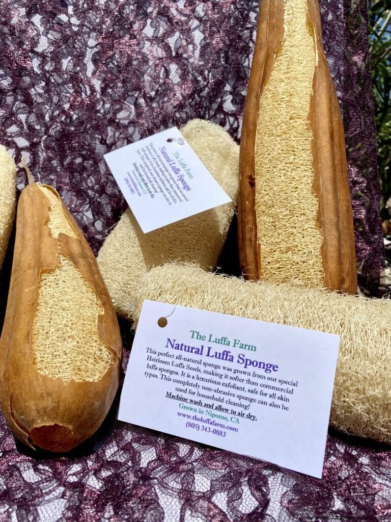 The Farm That Grows Luffas