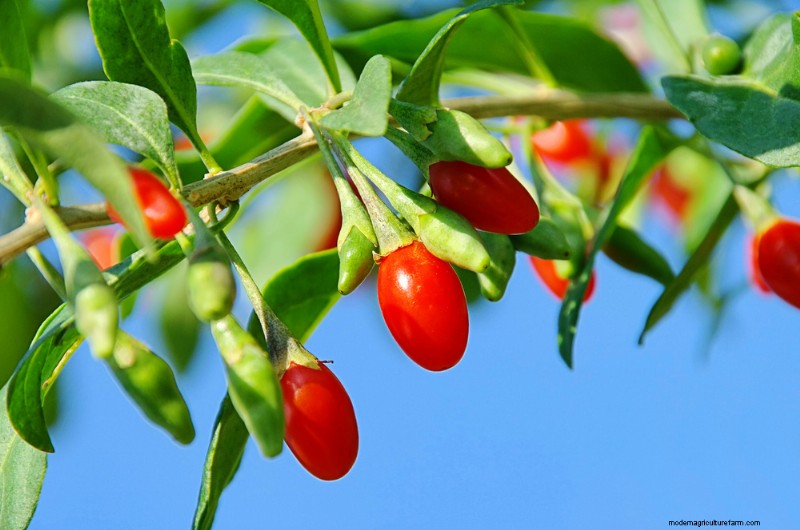 10 Drought-Tolerant Crops to Plant Amid Water Scarcity