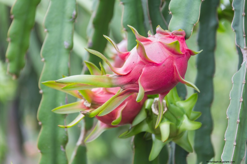 10 Drought-Tolerant Crops to Plant Amid Water Scarcity