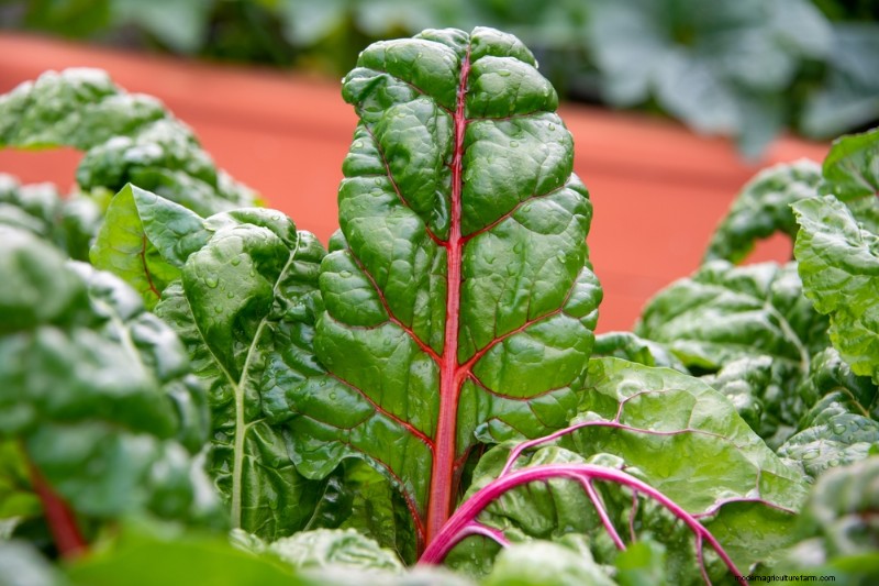 10 Drought-Tolerant Crops to Plant Amid Water Scarcity