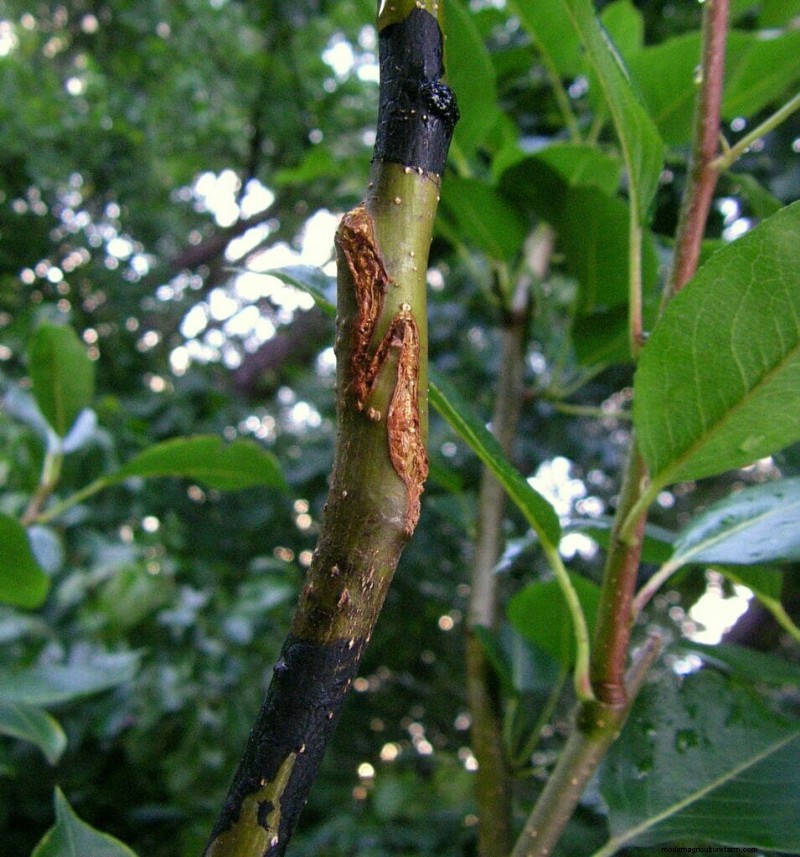 How to Graft a Tree Using the ‘Whip and Tongue’ Method