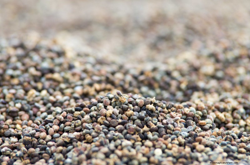 To Meet the Demand for Organic Crops, We Need to Produce More Organic Seed