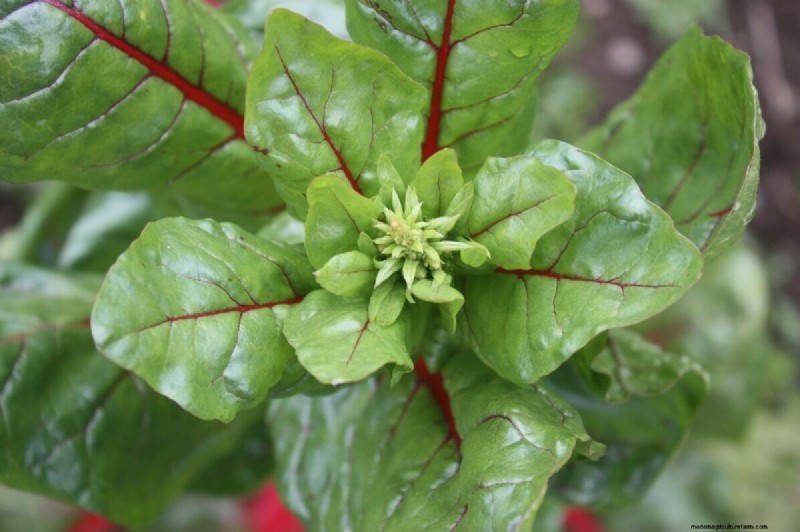 To Meet the Demand for Organic Crops, We Need to Produce More Organic Seed