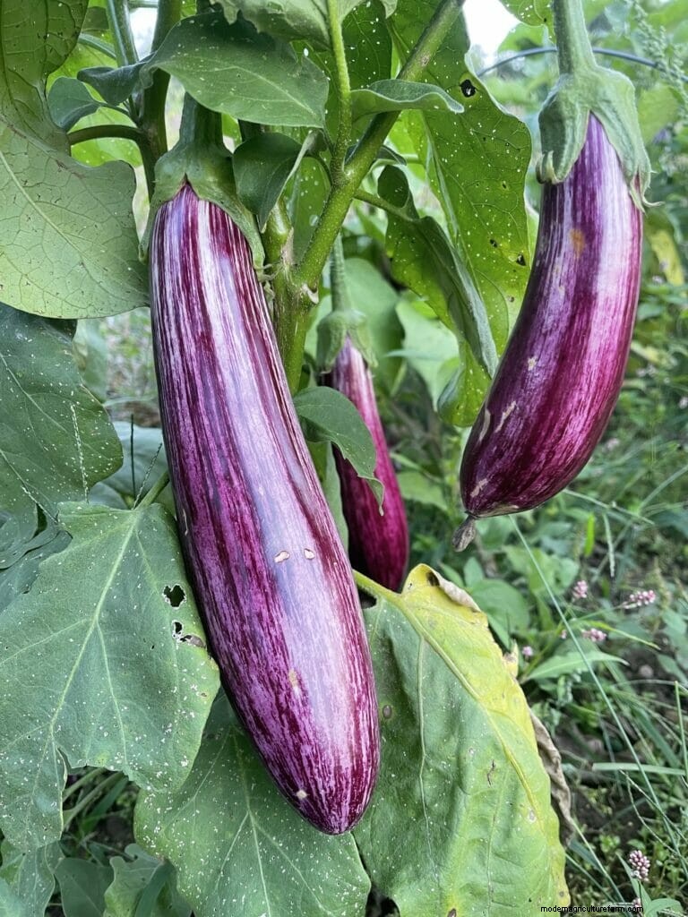 Meet the Modern Farmer Saving Turkey’s Heirloom Seeds