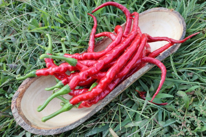 Meet the Modern Farmer Saving Turkey’s Heirloom Seeds