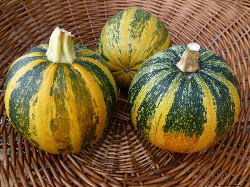 Meet the Modern Farmer Saving Turkey’s Heirloom Seeds