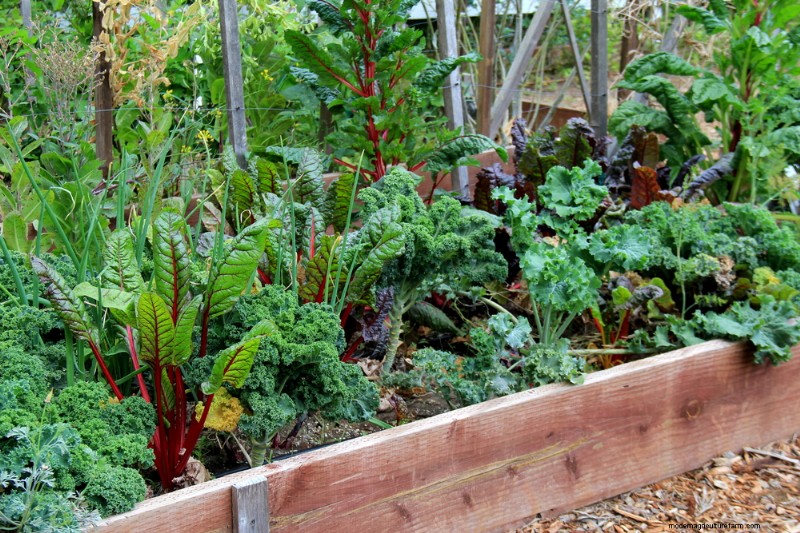 Opinion: Community and School Gardens Don’t Magically Sprout Bountiful Benefits