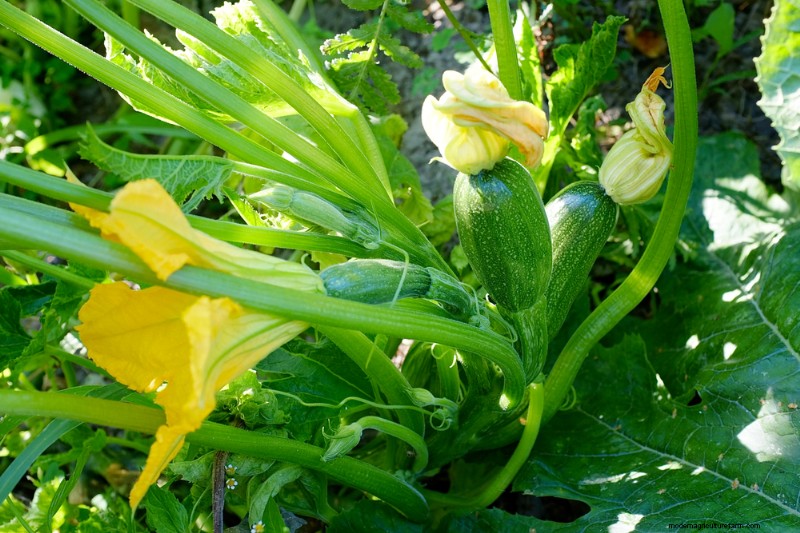 Your Basic Guide to Summer Succession Planting