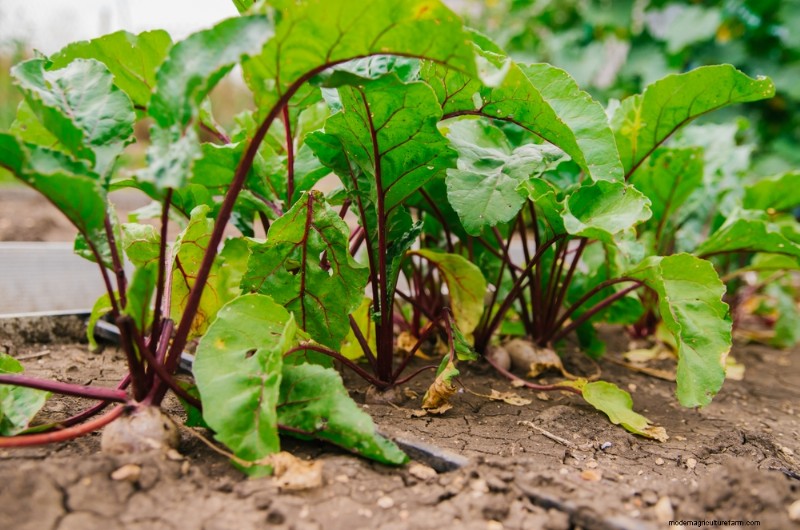 Your Basic Guide to Summer Succession Planting