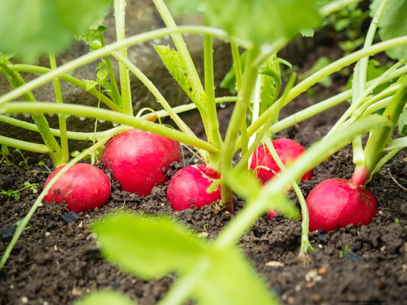 Your Basic Guide to Summer Succession Planting