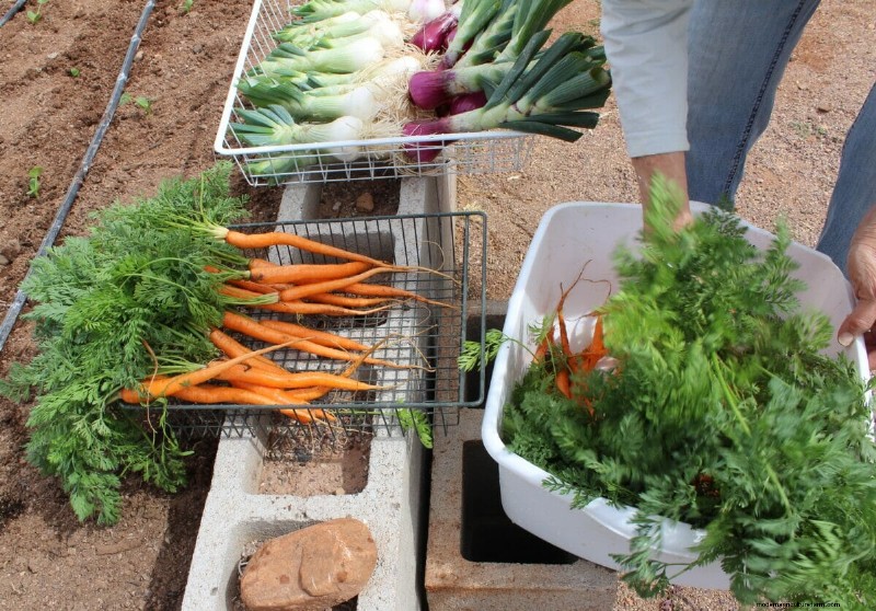 How a Desert Town Is Growing Its Way to Better Health