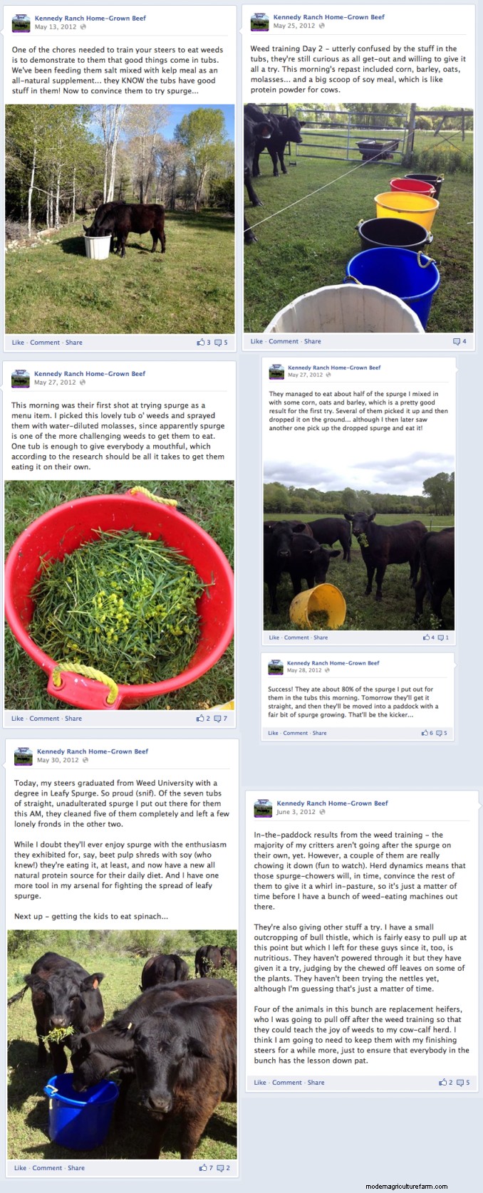 Sue Kennedy Teaches Cows to Eat Leafy Spurge