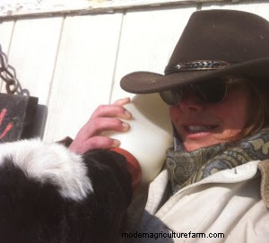 Veal Part One – Time to change attitudes and misconceptions