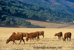 Veal Part One – Time to change attitudes and misconceptions