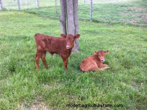 Veal Part One – Time to change attitudes and misconceptions