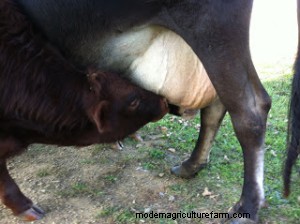 Veal Part One – Time to change attitudes and misconceptions