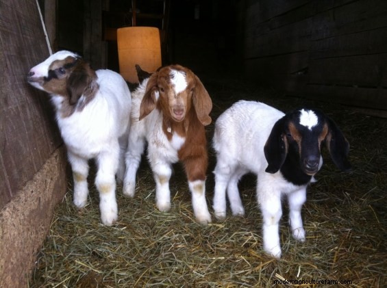 Don’t Burn Down Your Barn!