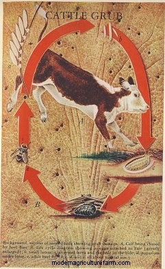 Genetic Parasite Control in Cattle