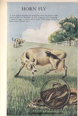 Genetic Parasite Control in Cattle