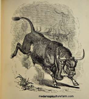 Genetic Parasite Control in Cattle