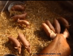 Best Darn Pig Farrowing Video Ever