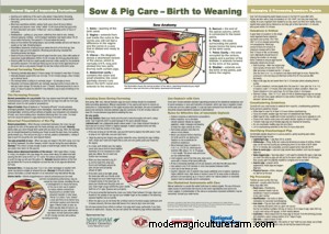 Best Darn Pig Farrowing Video Ever