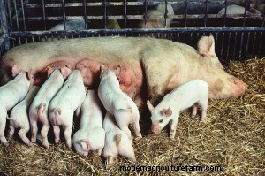 Best Darn Pig Farrowing Video Ever