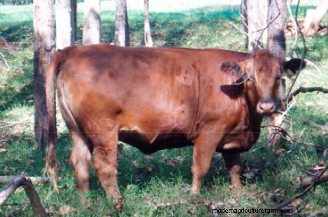 The Cost of Thin Cows