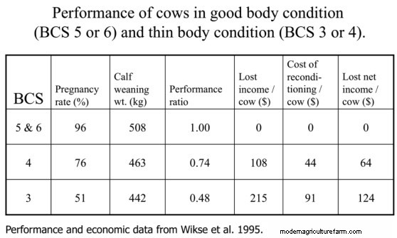 The Cost of Thin Cows