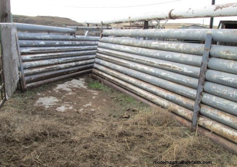 Straight, Open-Sided Chutes and Squeeze Chutes are Best For Cattle Handling