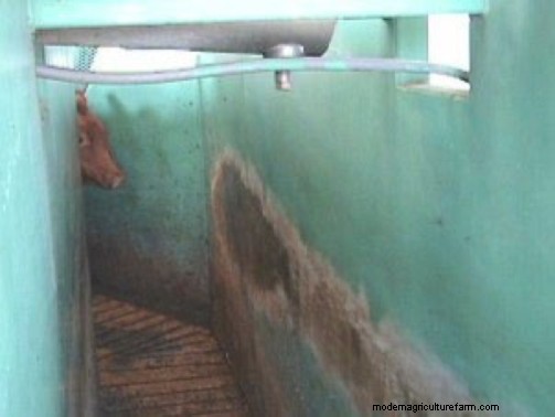 Straight, Open-Sided Chutes and Squeeze Chutes are Best For Cattle Handling