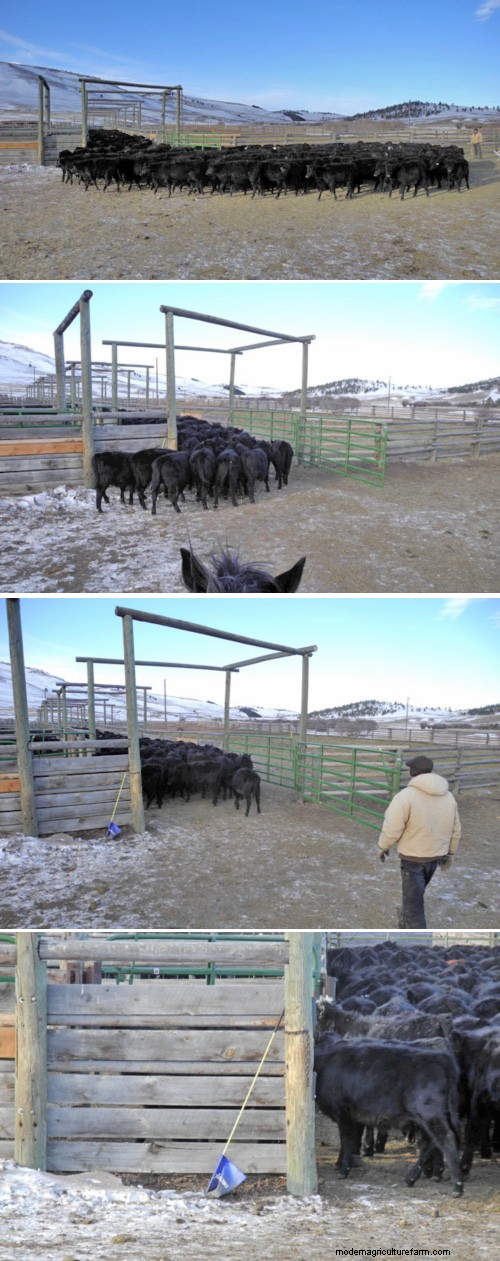 Will Temple Grandin’s Handling Facilities Work for You?