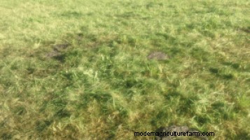 Socialize With Cows to Promote Soil Fertility