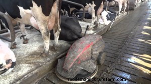 Socialize With Cows to Promote Soil Fertility