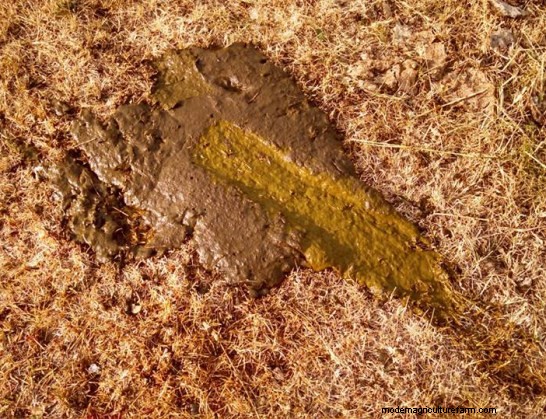 The Proof is in the Poop Pudding