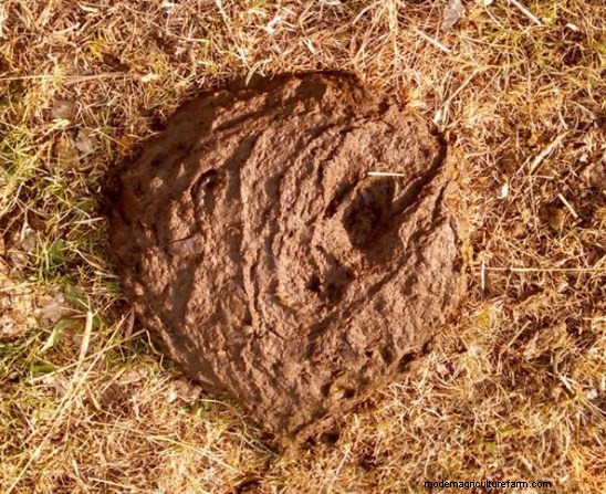 The Proof is in the Poop Pudding