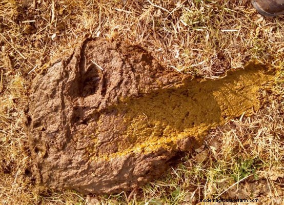 The Proof is in the Poop Pudding