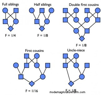 Breeding Matters III – Inbreeding vs. Line Breeding