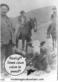 The Right Cow Makes You Money