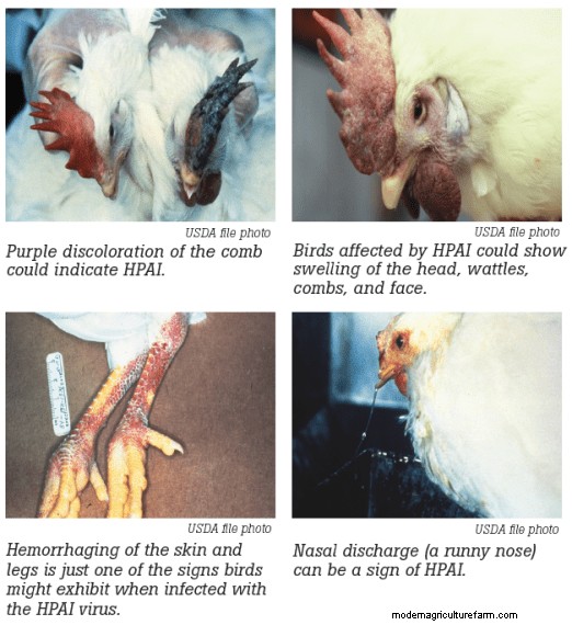 Avian Flu – Coming to a Hen House Near You?