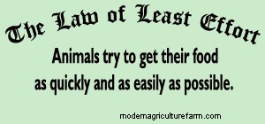 Managing Grazing So Animals Make the Most of Their Time